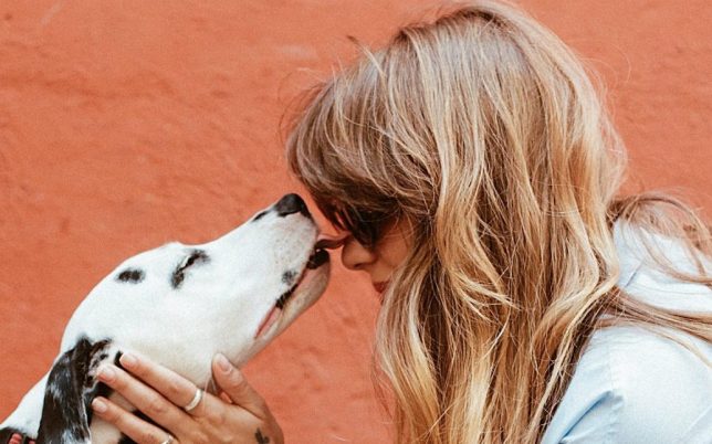 adult-black-and-white-dalmatian-licking-face-of-woman-1389994 adult-black-and-white-dalmatian-licking-face-of-woman-1389994