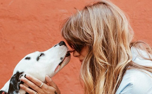 adult-black-and-white-dalmatian-licking-face-of-woman-1389994