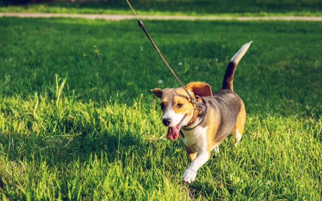 brown-and-black-beagle-walking-on-green-grass-2613329